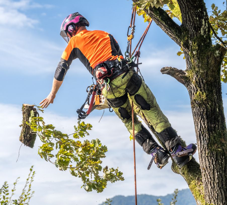 ISA Certified Arborist performing tree pruning on a mature tree